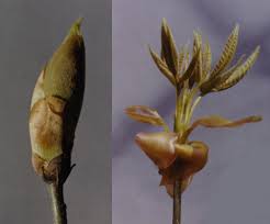 We did not find results for: Hickories Shagbark Hickory