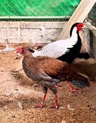 Người đàn ông lãnh 6 năm tu', vì sự thiếu hiểu biết khi nuôi Gà lôi trắng  (giống gà trong sách đỏ) rồi đi bán: Là người hiền lành, dân làng ai