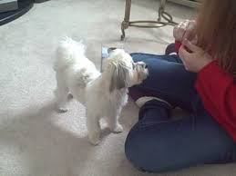 29.08.2015 · havanese maltese mix: Duke At 6 Months Old Havanese Maltese Mix Youtube