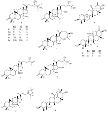 Image result for Caloncoba