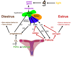 hormone manipulation