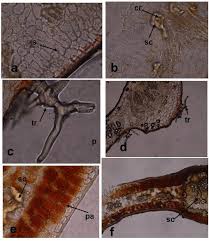 Image result for Agelanthus terminaliae