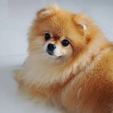 U Juju Juju Doll Boatarde Dinossaurinh Boatarde Dinossaurinh Doll Juju Boo The Dog Maremma Dog Most Beautiful Dogs