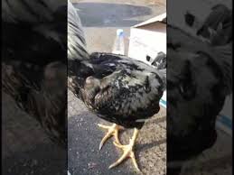 يوميات العجيمي ١٤٨ سوق الطيور بالدمام youtube