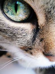 Uuu Encantador Animal Close Up Animals Cat Photography