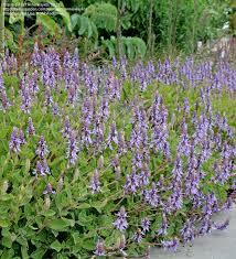 Image result for Coleus neochilus