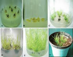 Maybe you would like to learn more about one of these? Development Of An Efficient Tissue Culture Protocol For Callus Formation And Plant Regeneration Of Wetland Species Juncus Effusus L Springerlink