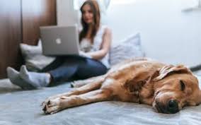 Omaha's premier pooper scooper service, we specialize in keeping customers yard clean and their dog's healthy & happy, by providing weekly dog waste removal. Dog Waste Removal Service Omaha Ne Home Page Super Scooper