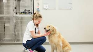 To remove urine stains or dirt stains, apply the appropriate floor cleaner for that flooring type, and let it sit for at least five minutes. The Best Pet Friendly Commercial Flooring Options
