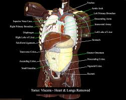 Torso model (19 pieces can be split) human torso visceral anatomical model 55cm high. Torso Model Diagram Page 1 Line 17qq Com