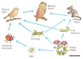 Download rantai makanan di laut gambar rantai makanan di laut terbaru fitoplankton jpg downloaded 440 times 59 kb. Contoh Siratan Makanan Tahun 5 Food Chain Activities Food Chain Desert Diorama