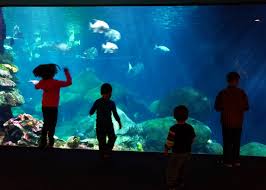 Fun things to do in chattanooga with kids: Chattanooga S Tennessee Aquarium The Best Family Fish Perience