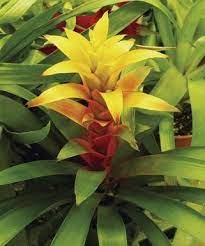 Bromelias Espectaculares E Informacion Curiosa Bromeliads Plants Plant Care