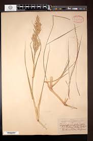 Image result for Trachypogon