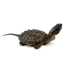 Baby Miniature Snapping Turtles Turtles For Sale Snapping