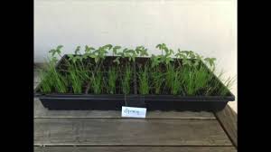 It may also increase the salt concentration and raise the soil ph. Plant Growth From Grey Water Youtube