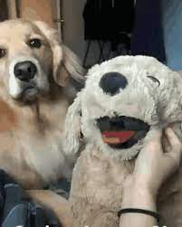 Oh You Think This Is A Game Gifs Video Cute Funny Animals Cute Animals Funny Animal Videos
