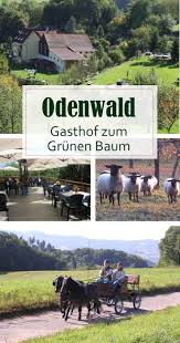 Raus Ins Grune Auf Dem Gasthof Zum Grunen Baum Warten Viele Tiere Und Spielgelegenheiten Von Der T Ausflug Camping Auf Dem Bauernhof Ferien Auf Dem Bauernhof