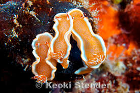 Image result for Microglossa densiflora