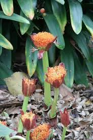 Image result for Scadoxus puniceus