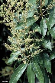 Image result for Mangifera indica
