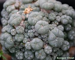 Image result for Cyanotis caespitosa