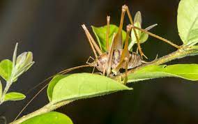 They don't like warmth, so they prefer to hide in cool, dark, humid 8 natural, easy, and effective ways to get rid of crickets in your house. 5 Things You Didn T Know About Spider Crickets And How To Get Rid Of Them Better Homes Gardens