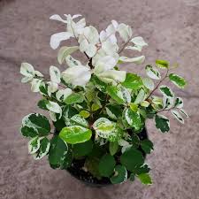 Image result for Breynia disticha