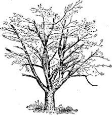 Maybe you would like to learn more about one of these? Gambar Pohon Nangka Psikotes Yang Benar 38 2021
