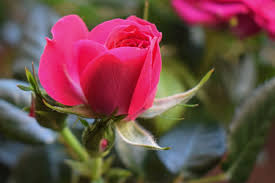How to preserve a rose. How To Dry Flowers And Preserve Their Color
