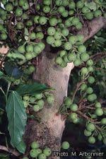Image result for Ficus sur