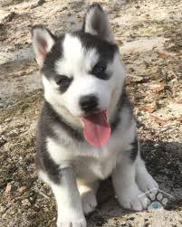 Black And White Husky Puppy For Sale Adopted My Name Is Rain I Am A Black And White Siberian Husky Female I M A Bit Shy At First But Wa Puppy Finder Siberian Husky Puppies White Siberian Husky