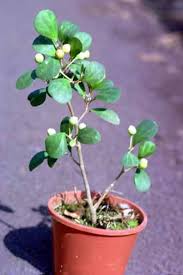 Image result for Ficus saussureana