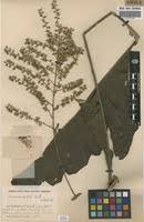 Image result for Vernonia conferta