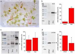 Image result for Utricularia reflexa