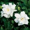 Facts about the gardenia veitchii. 3