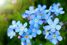 What do forget me nots look like? Myosotis Forget Me Nots Care Growing Tips Horticulture
