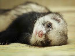 Regular pet insurance rarely covers ferrets. An Introduction To Ferrets Saga