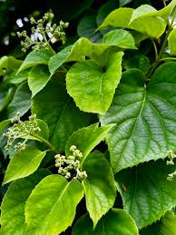 Image result for Lycium schizocalyx