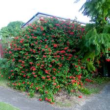 Image result for Clerodendrum splendens