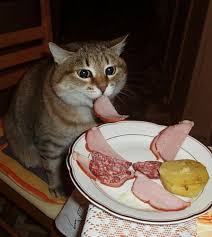 Learn all you need to know right here. Can Cats Eat Ham Cat Breed Selector
