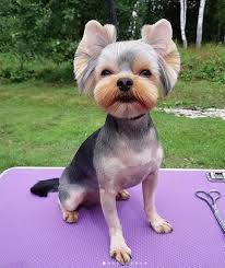 Cute yorkie haircuts for your puppy. 60 Best Yorkie Haircuts For Males And Females The Paws Yorkie Haircuts Cute Yorkie Haircut Yorkie