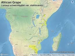 Image result for Wiesneria schweinfurthii