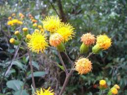 Image result for Gynura pseudochina