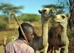 Most importantly, camel milk lacks a1 other companies that sell it have not been inspected by the fda or usda, which creates risks. Grain The Great Milk Robbery How Corporations Are Stealing Livelihoods And A Vital Source Of Nutrition From The Poor