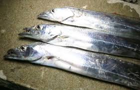 淡路島 太刀魚釣果ｗ チューバッカのブログ