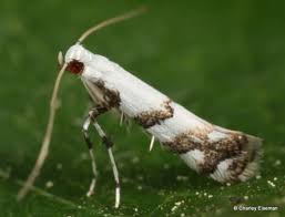 Image result for Scrobipalpula diffluella