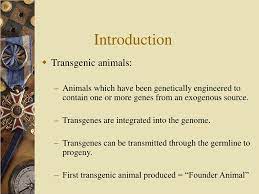 Ppt Transgenic Animals Knock Out Mice And Dolly Powerpoint Presentation Id 1284138