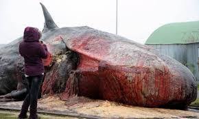 Muschio animale, ambra, sentori animali. J Cky 2 Ambra Grigia Tutta La Verita Nient Altro Che La Verita Riflessioni