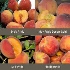 Varieties of apricot trees bred for long winters will have higher chill numbers (over 800), while those bred for short winters will have lower numbers (300, for choose from those varieties whose chill requirements come close to matching your chill hours. Pin On Garden Inspiration